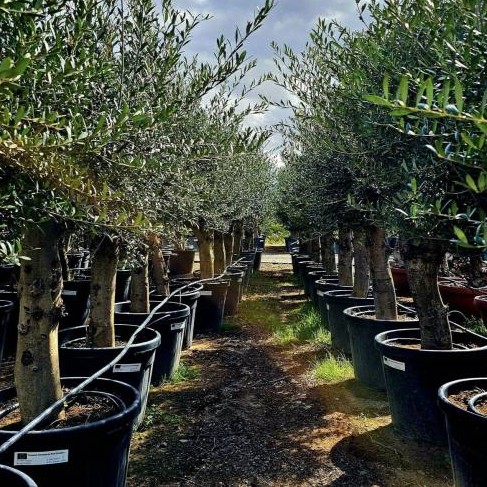 wholesale-nursery.jpeg